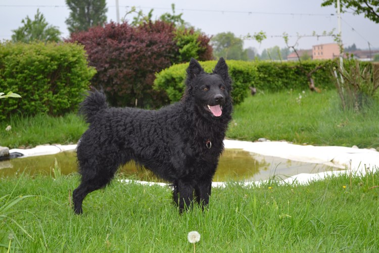 Муди щенки 2 месяца фото