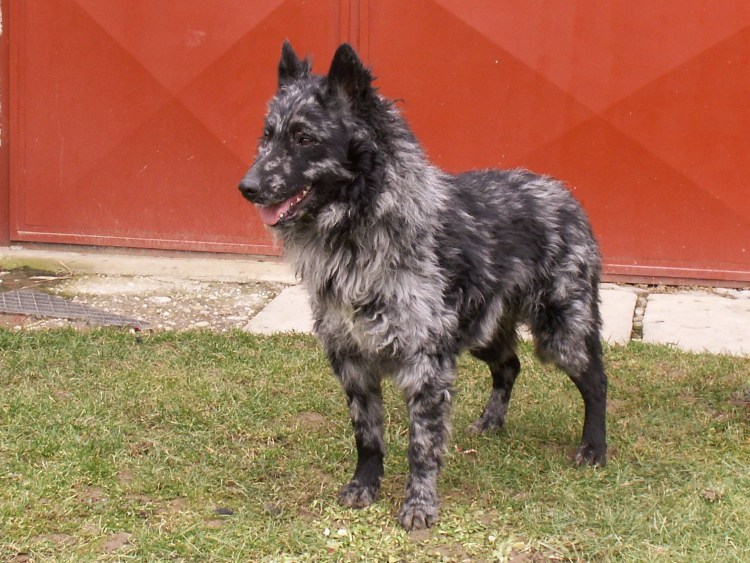 Венгерская овчарка Муди