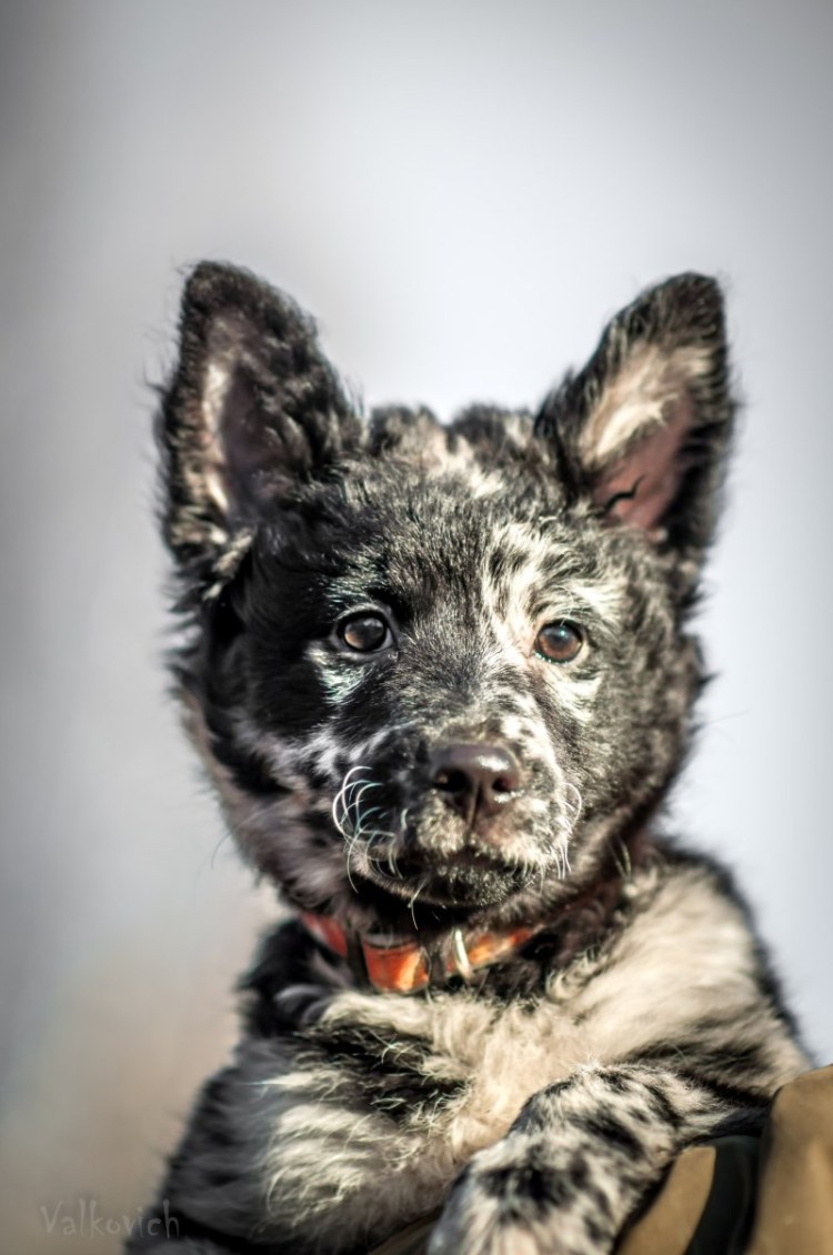 Собака Комондор венгерская овчарка