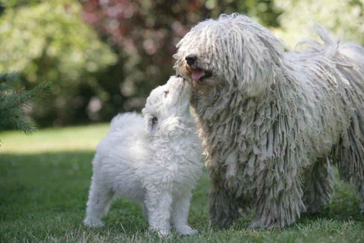 Хорватская овчарка Муди