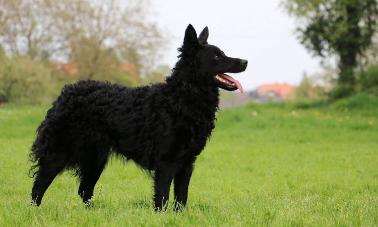 Венгерская пастушья Муди