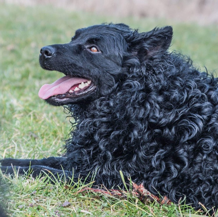 Венгерская овчарка Муди