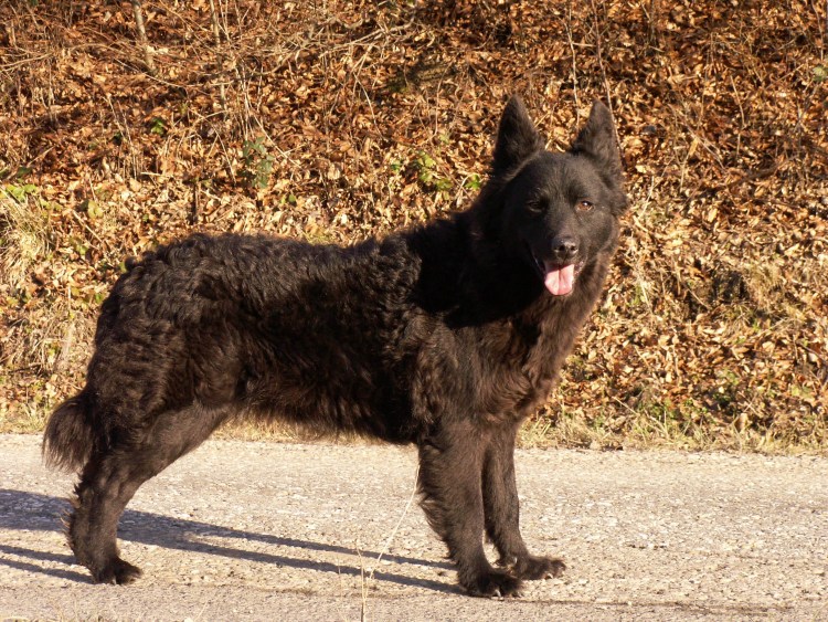 Венгерская овчарка Муди