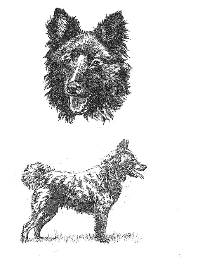 Черные собаки