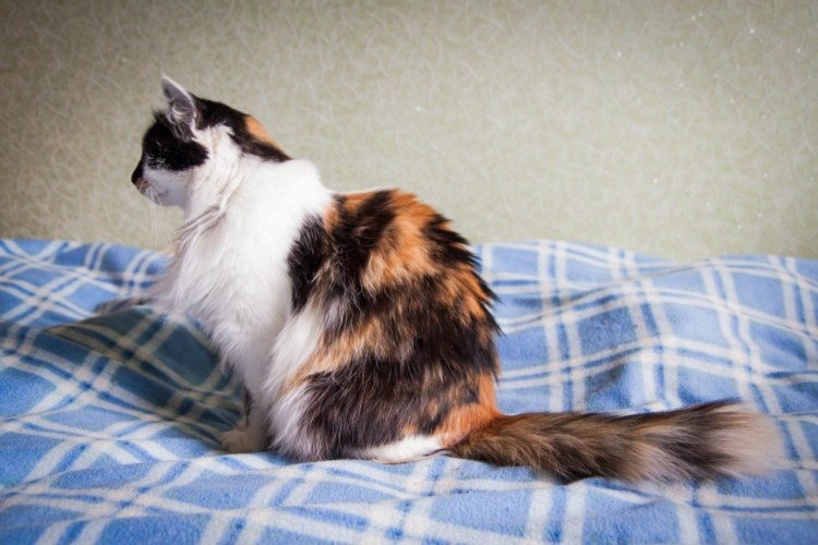 Сибирская кошка трехцветная