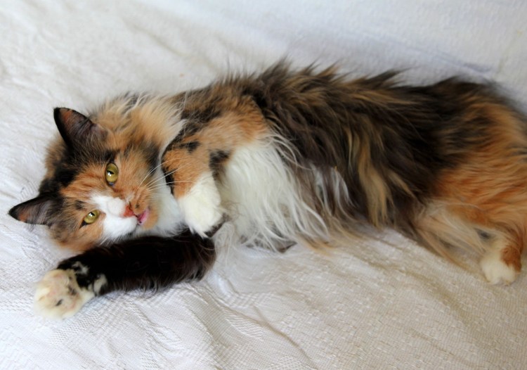 Сибирская длинношерстная кошка трехцветная