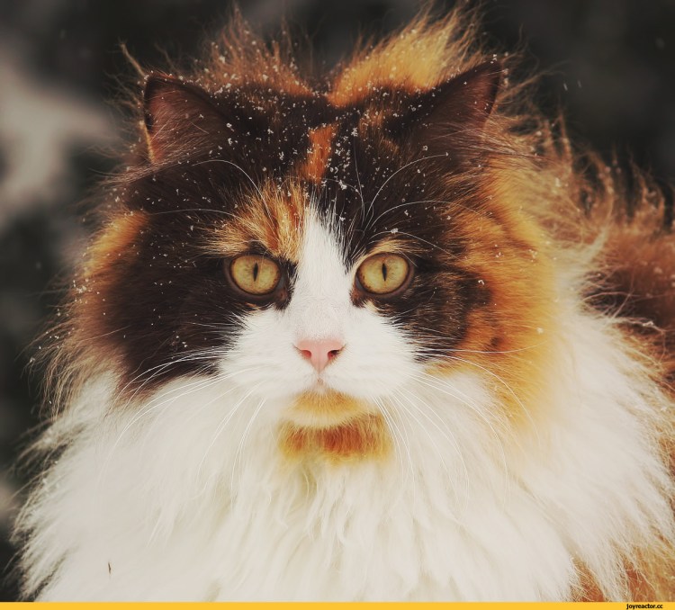 Сибирская карликовая кошка