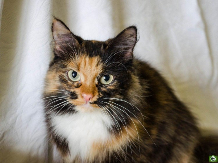 Норвежская Лесная кошка трехцветная