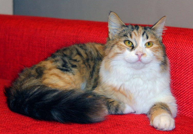 Сибирская кошка богатка