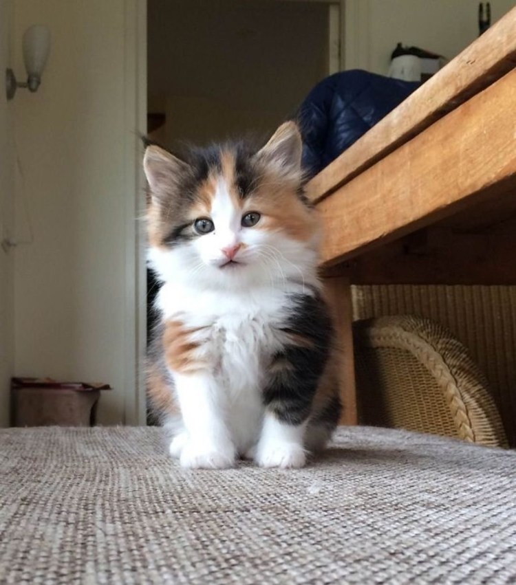 Порода Калико