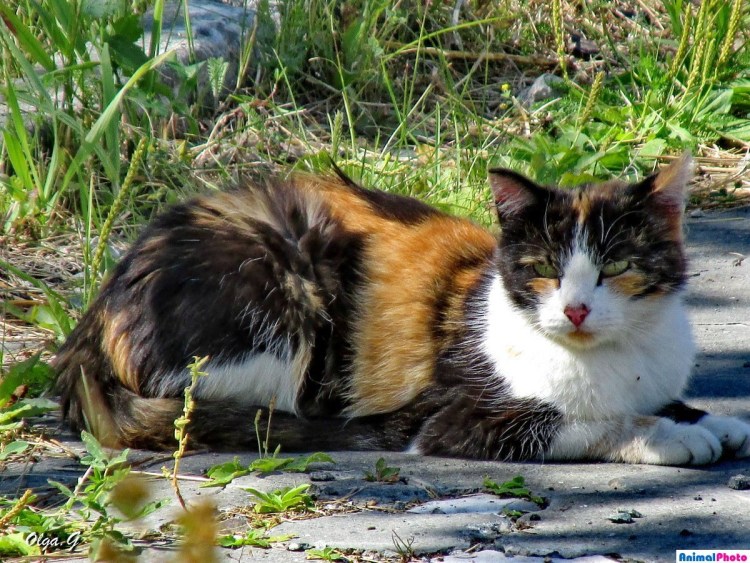 Четырехцветная кошка порода