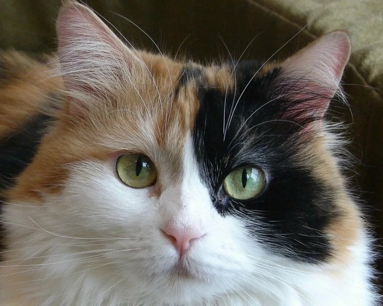 Британская трехшерстная кошка