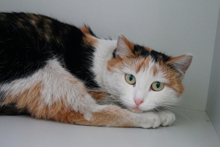 Норвежская Лесная кошка трехцветная