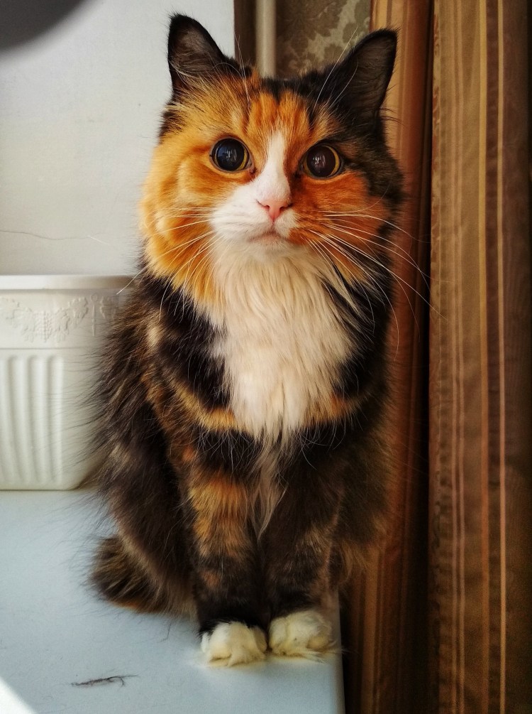 Норвежская Лесная кошка трехцветная