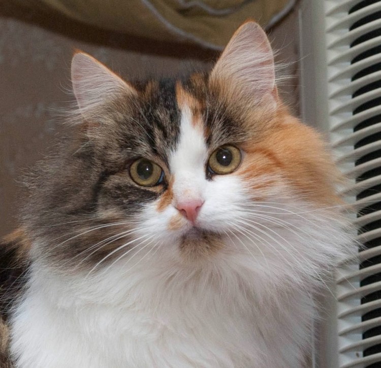 Хайленд страйт черепаховый