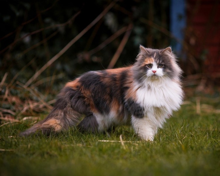 Норвежская Лесная кошка трехцветная