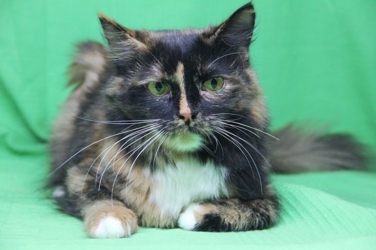 Сибирская кошка трехцветная