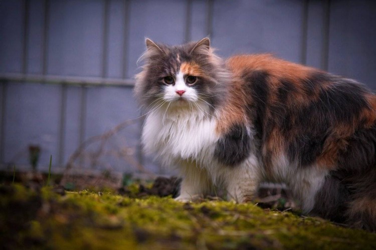 Сибирская кошка трехцветная