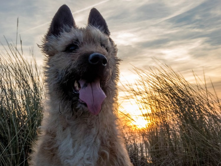 Бельгийская овчарка лакенуа щенки