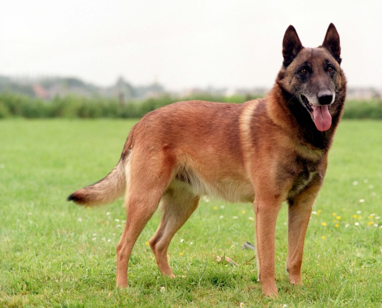 Малинуа и немецкая овчарка