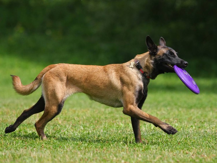 Собака Бельгийская овчарка малинуа