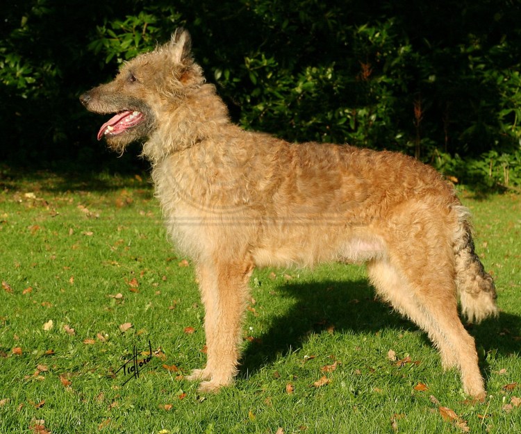 Бельгийская овчарка лакенуа щенки