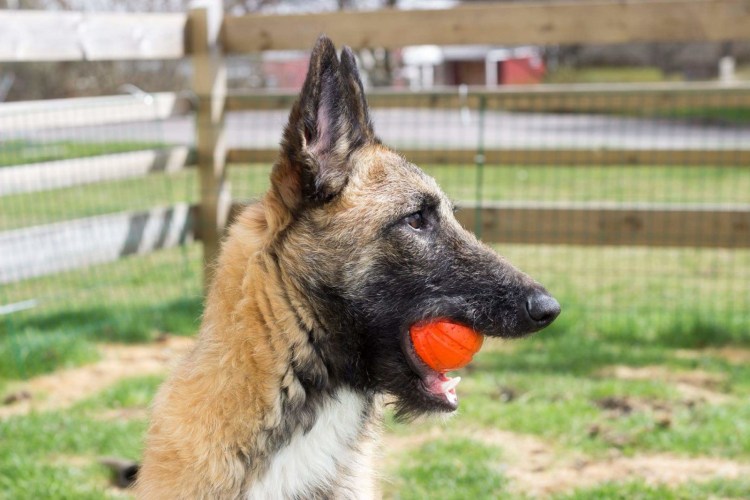 Бельгийская овчарка жесткошерстная