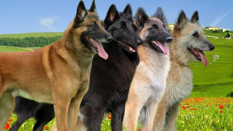 Овчарка малинуа