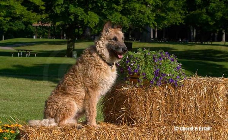 ЗКС лакенуа