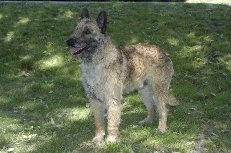 Лакенуа Бельгийская