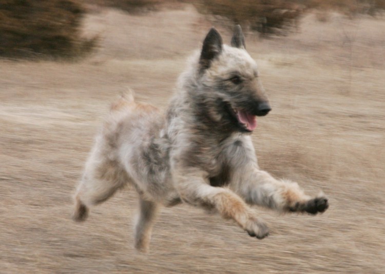 Лакенуа команда лежать