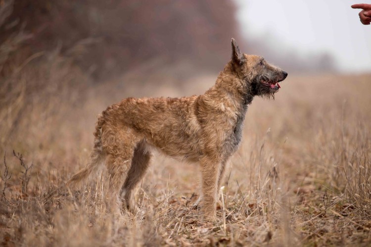 Бельгийская овчарка жесткошерстная