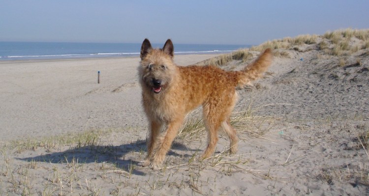 Жесткошерстная лакенуа