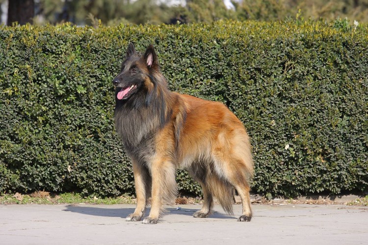 Бельгийская овчарка лакенуа