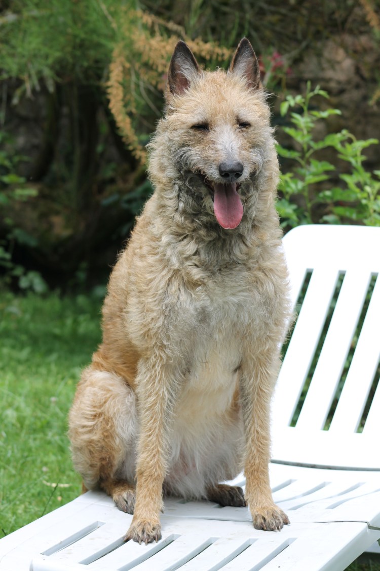 Бельгийская овчарка лакенуа малинуа
