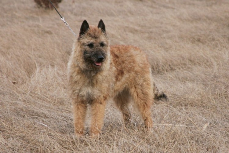 Бельгийская овчарка лакенуа стандарт
