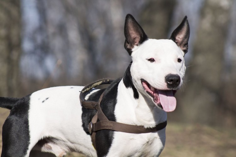 Бультерьер питбуль метис