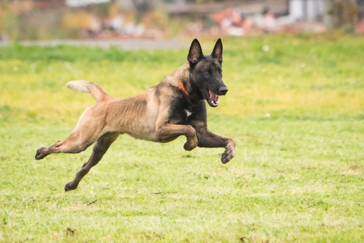 Бельгийская овчарка лакенуа