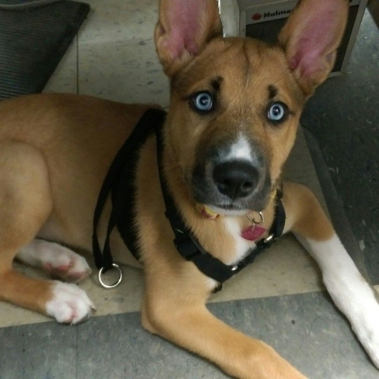 Питбуль хаски метис