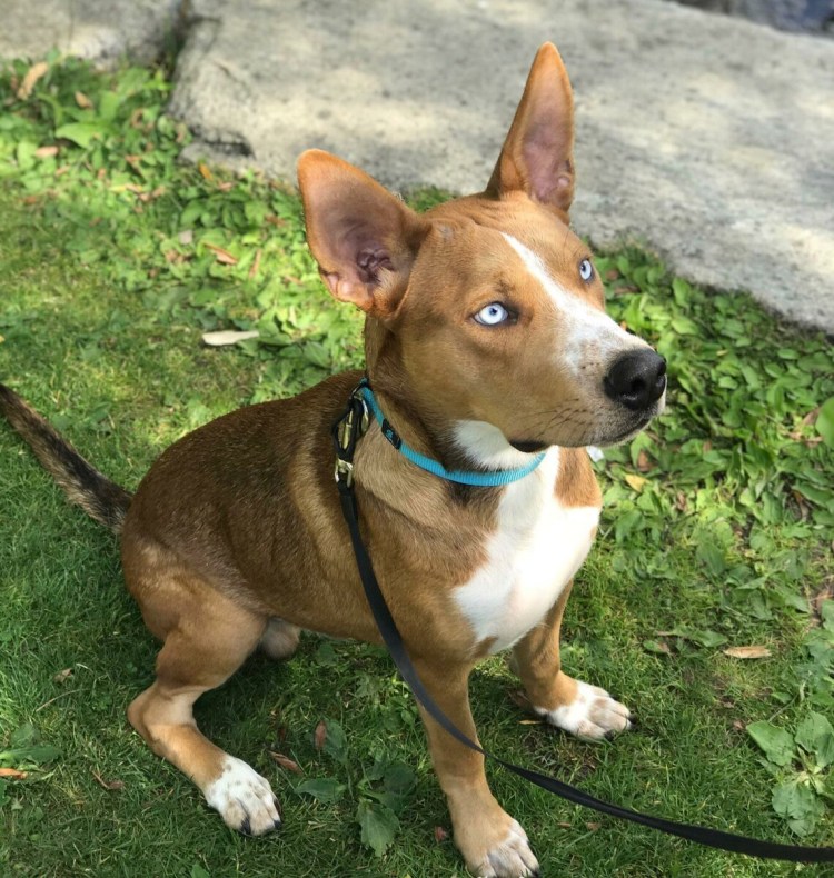 Метис питбуля и хаски