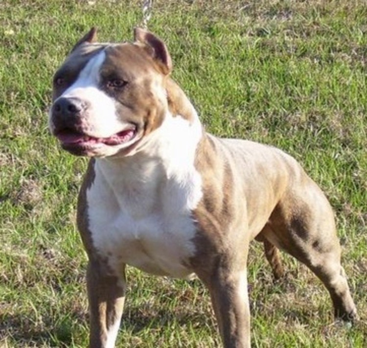 Американский стаффордширский терьер смесь