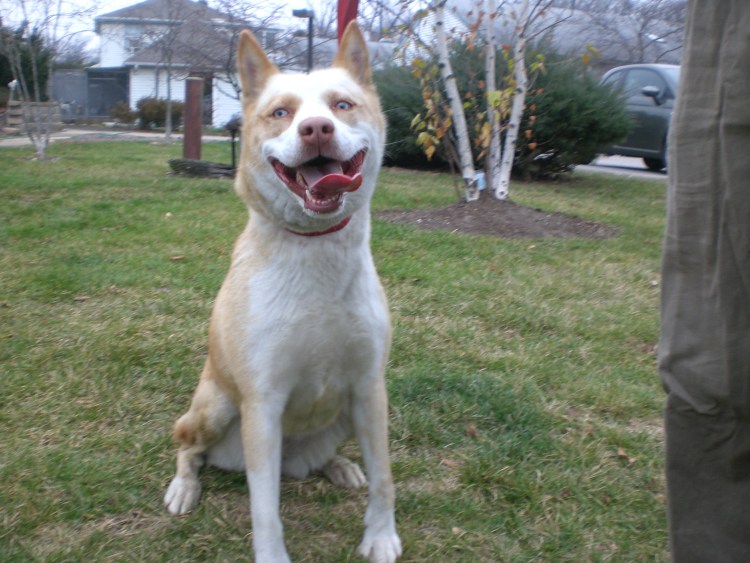 Амстафф и хаски метисы