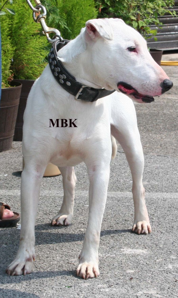 Бультерьер, питбуль, алабай