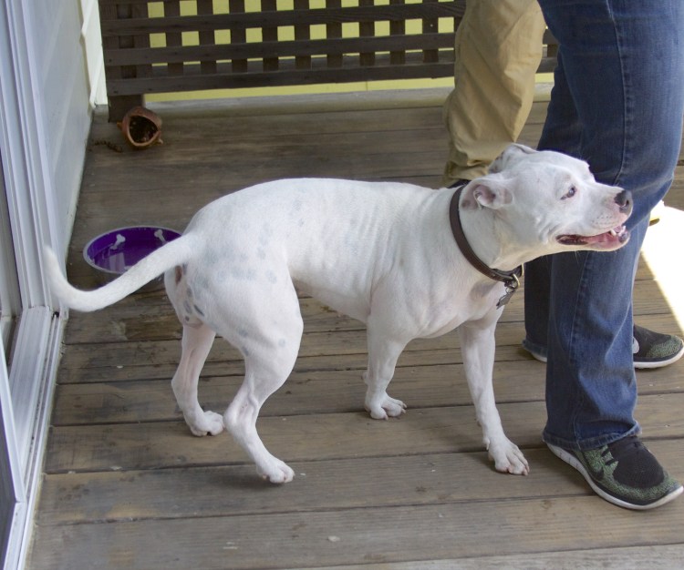 Американский стаффордширский терьер альбинос