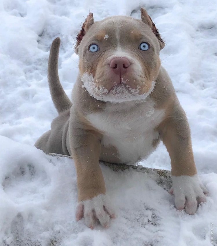 Стафф питбуль бультерьер