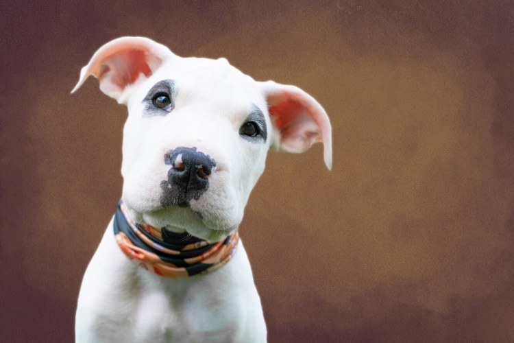 Бультерьер в солнцезащитных очках