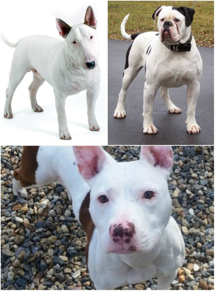 Питбуль и бультерьер смесь