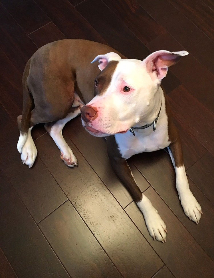 Бультерьер питбуль метис