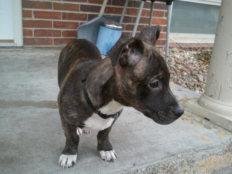 Метис таксы и стаффорда