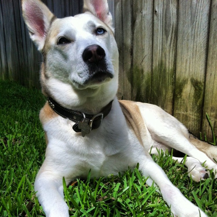 Стафф с хаски помесь